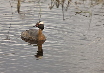 Image showing Horned Grebe