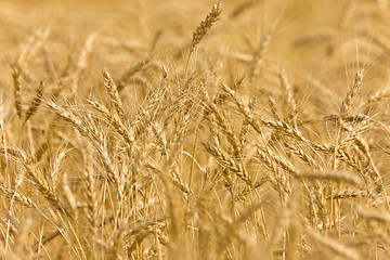 Image showing Wheat Field