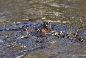 Image showing Beaver at Work