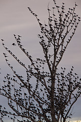 Image showing Blackbirds in tree