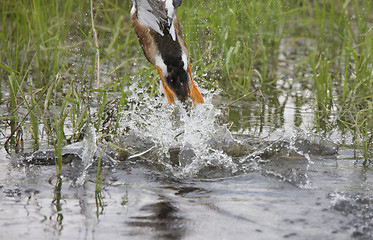 Image showing Duck webbed feet