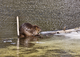 Image showing Beaver at Work