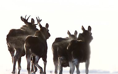 Image showing Prairie Moose Saskatchewan