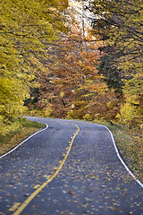 Image showing Autumn Trees