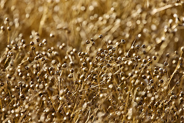 Image showing Ripe Flax