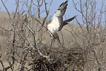 Image showing Swainson Hawk