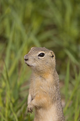 Image showing richardson ground squirrel