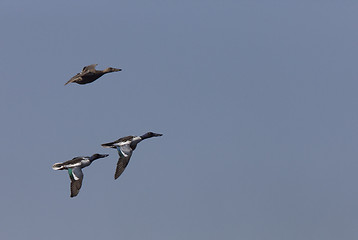 Image showing Ducks in Flight