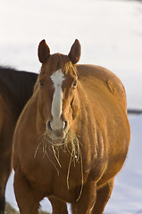 Image showing Horse in Winter