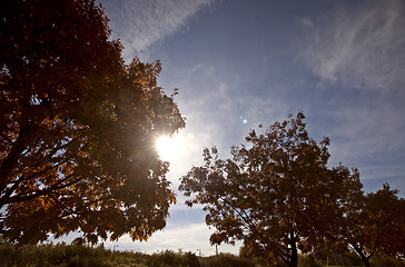Image showing Autumn Trees and Sun