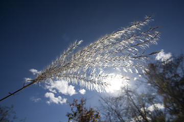 Image showing White fluffy weed