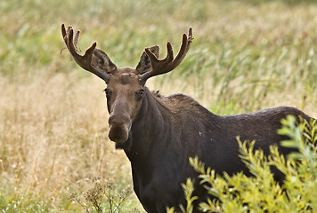 Image showing Bull Moose  Close up