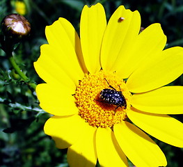 Image showing A bug's life