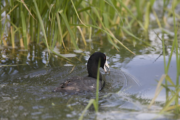 Image showing Coot Waterhen in Pond