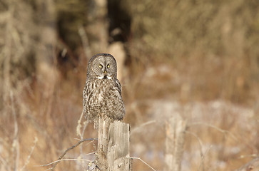 Image showing Great Gray Owl