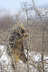 Image showing Porcupine in winter