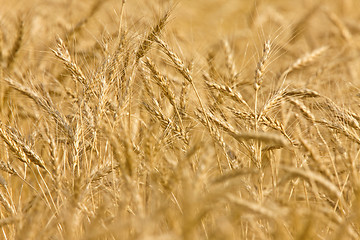 Image showing Wheat Field