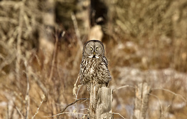 Image showing Great Gray Owl