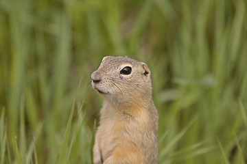 Image showing richardson ground squirrel
