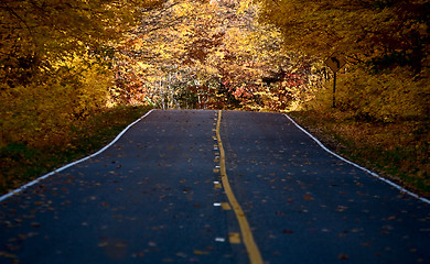 Image showing Autumn Trees