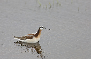 Image showing Phalarope Bird