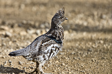 Image showing Spruce Grouse