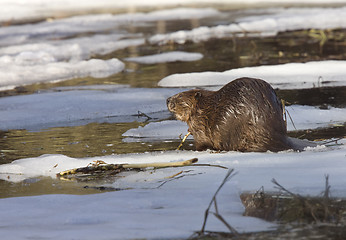 Image showing Beaver at Work