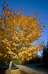 Image showing Autumn Trees