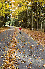 Image showing Autumn Leaves