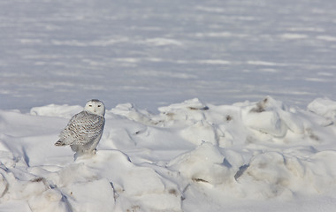 Image showing Snowy Owl