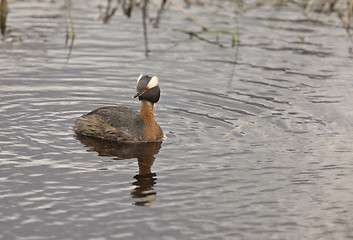 Image showing Horned Grebe