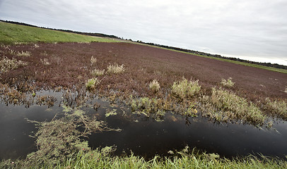 Image showing Cranberry Bog