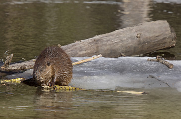 Image showing Beaver at Work