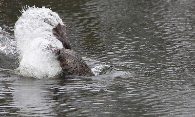 Image showing Beaver Splash in Pond