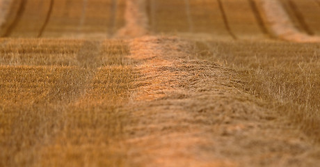 Image showing Wheat Field swath