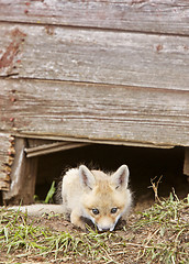 Image showing Fox Kits