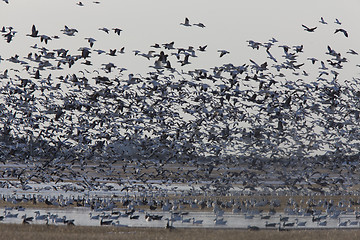 Image showing Snow Geese