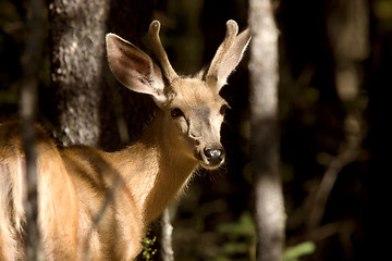 Image showing Deer Buck