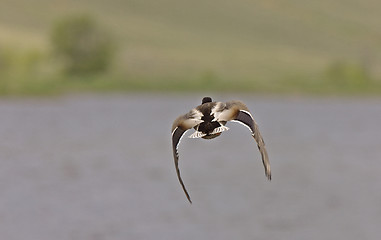 Image showing Blue winged teal ducks