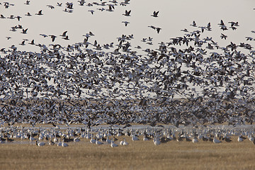 Image showing Snow Geese