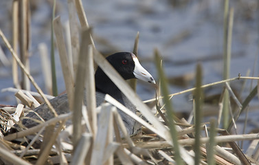 Image showing Coot in water 