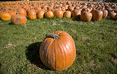 Image showing Pumpkin Patch