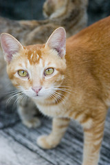 Image showing Cat