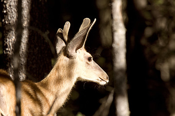 Image showing Deer Buck