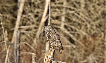 Image showing Great Gray Owl