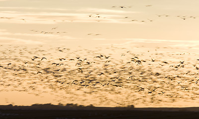 Image showing Snow Geese