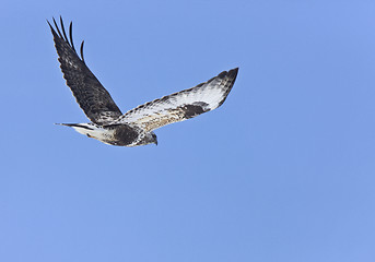 Image showing Rough Legged Hawk in Flight