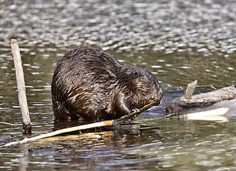 Image showing Beaver at Work