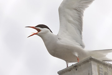 Image showing Common Tern