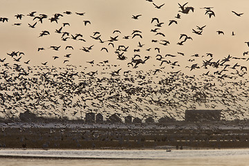 Image showing Snow Geese